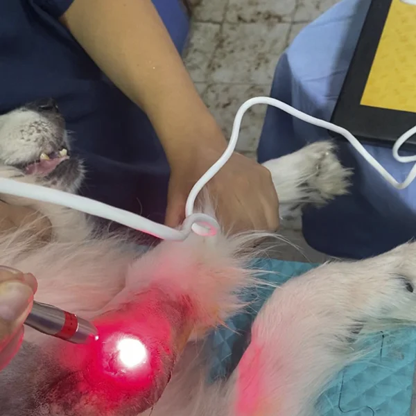 PetLaser Láser terapéutico veterinario