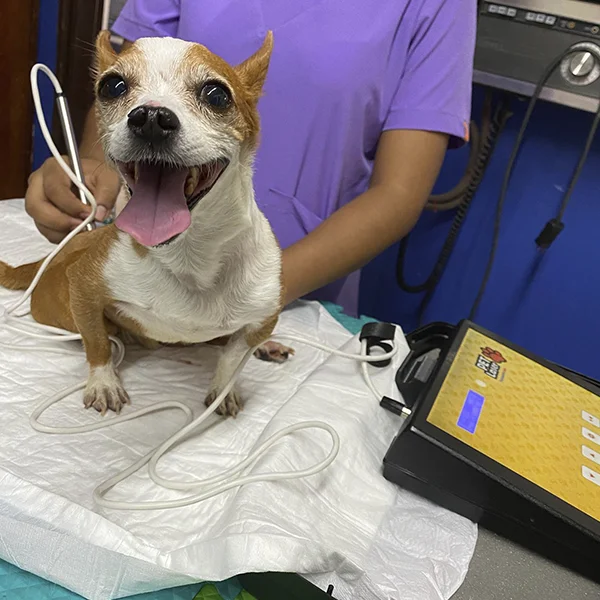 PetLaser Láser terapéutico vererinario en mexico