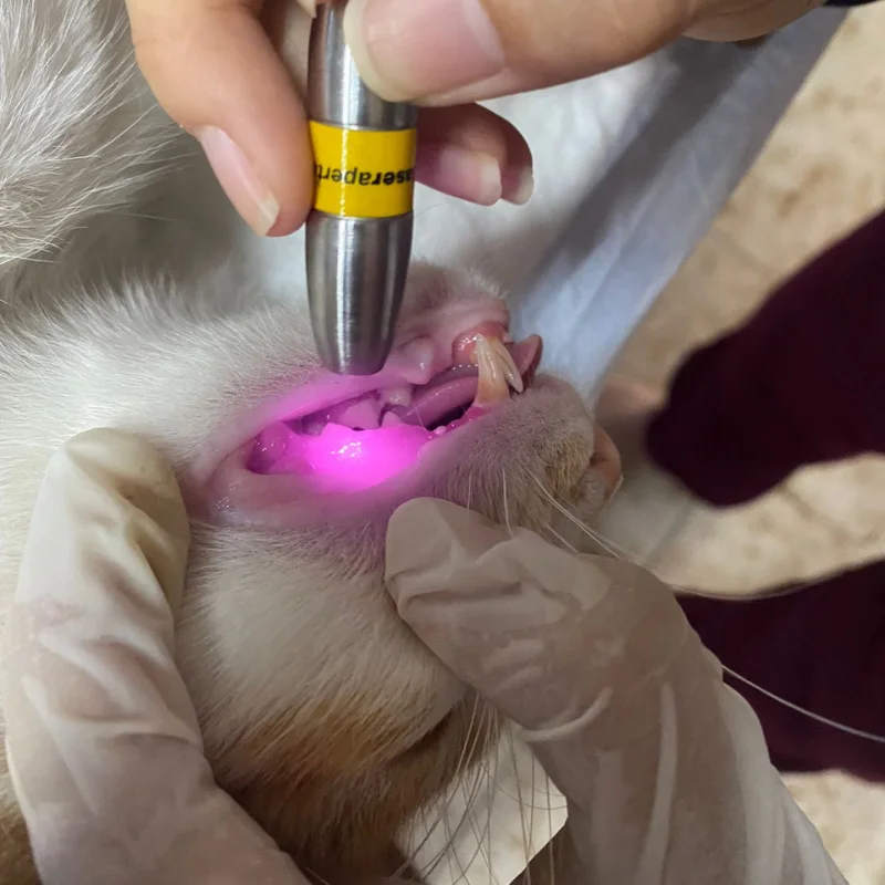 tratamiento gingivitis animales petlaser PetLaser Láser terapéutico vererinario